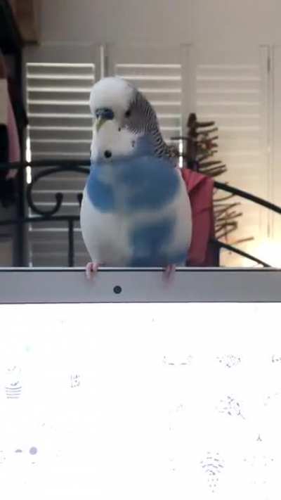 A chonky birb showing off his best dance moves 🥰