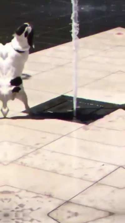 da dog dancin