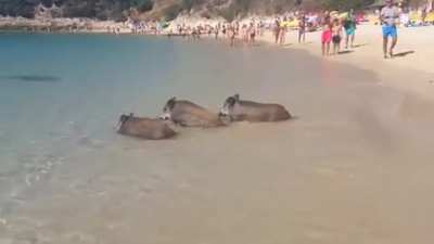 Wild boars cooling off in the surf of Portinho da Arrábida, Portugal