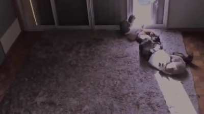 Do cats actually run on solar power?!?!