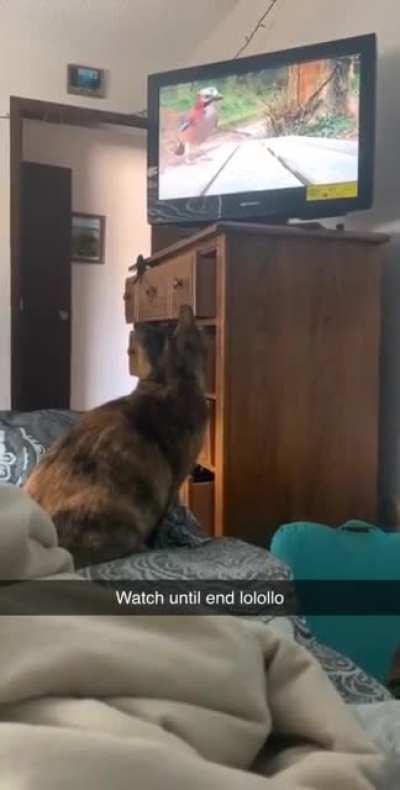 TV Hunting Spree