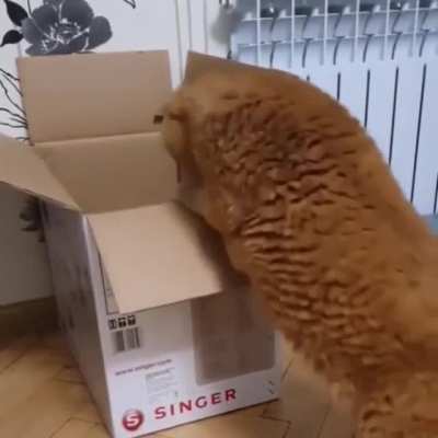 to jump into a box with elegance and style