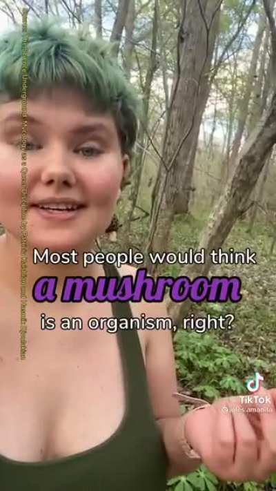 A yes because mushrooms has the same social structure as us