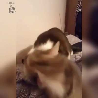 CATastrophe!