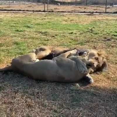 Lions cuddling