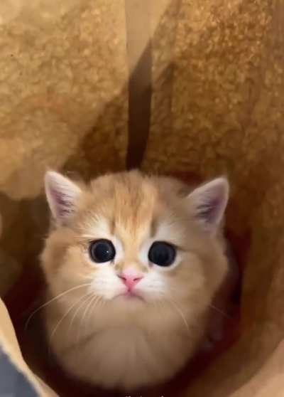 (S)he will be a succulent nuggies meal