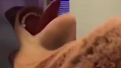 shrexy