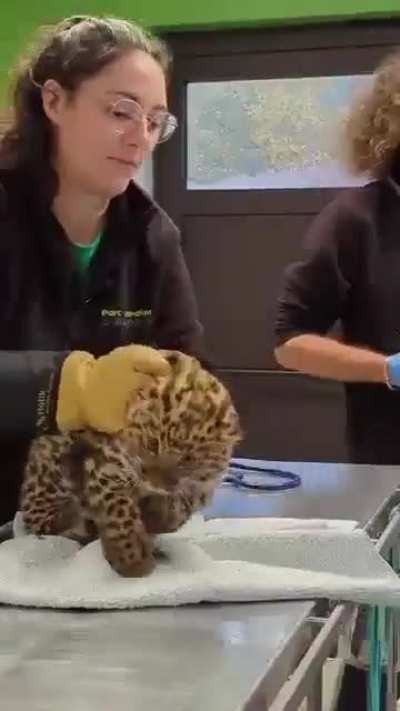 Meet Zeia, the baby Amur leopard, getting her check-up with the vet.