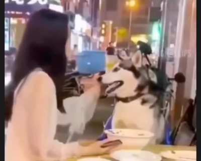 Dog wasn't having any of that