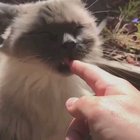 I will literally claw your face off....but I love you....but still
