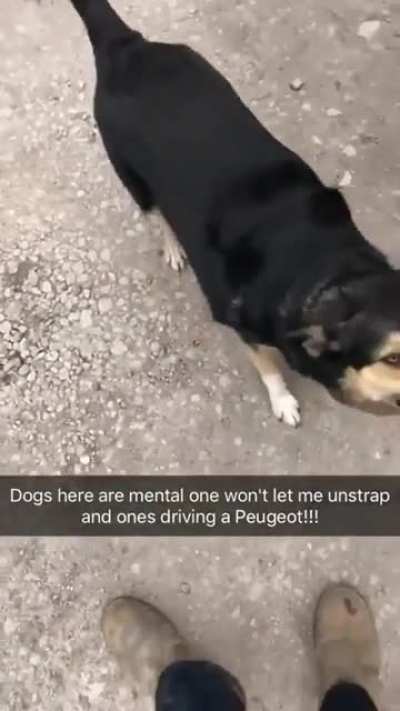 Who let the dogs out