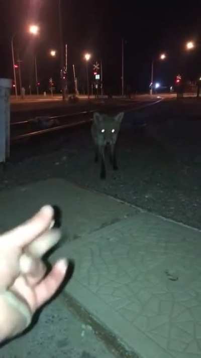 Trying to befriend a fox