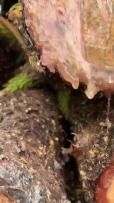 (Insert fatwood joke here) But seriously, bees turn sap into propolis to glue things in their hive. We mix with ashes to make awesome glue too!