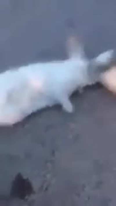 Watch till end u will cry