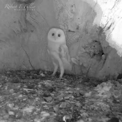 🔥 Barn Owl is scared of an approaching Thunderstorm.