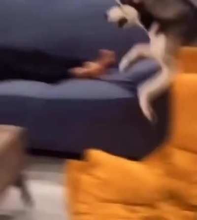 lol