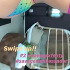 Savage Chantel