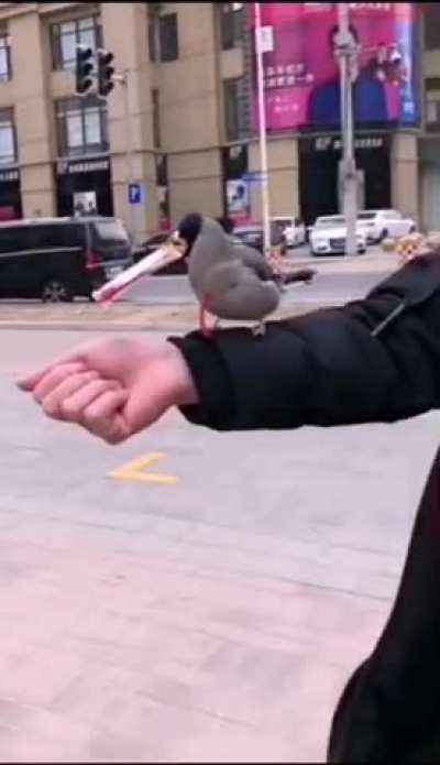Great ethics your bird has...