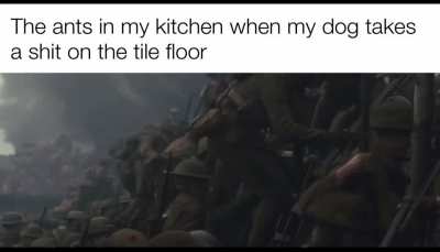 poop