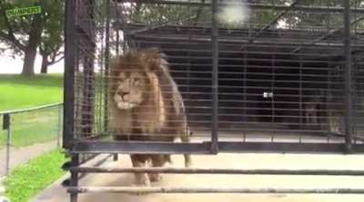 Hey big lion