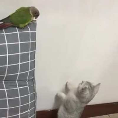 There's something on the wall
