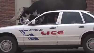 Giant Watusi Bull Named Howdy Doody Rides Shotgun