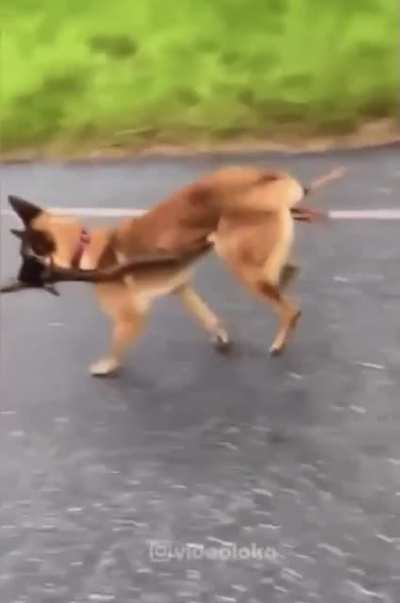 Dog Fun