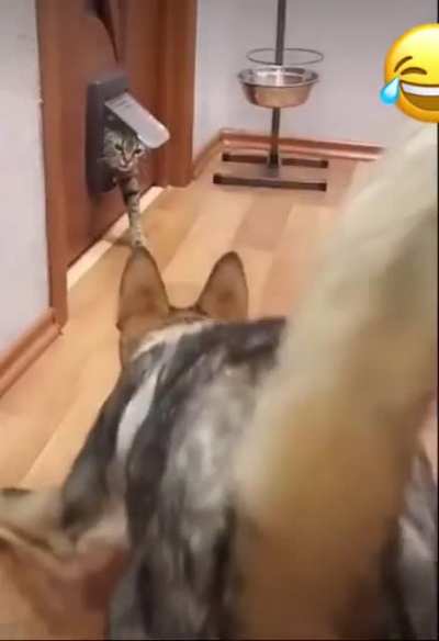 Краду<wbr>щийся тигр, затаи<wbr>вшийс<wbr>я дракон