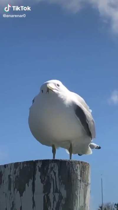 a aaa aAA AAAAAA-