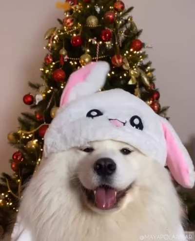 dogswearinghats