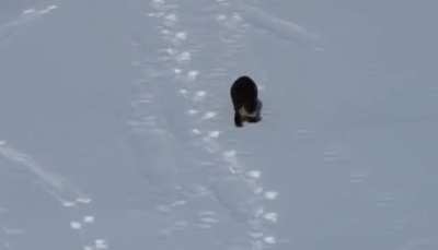 This otter’s having the time of his life!