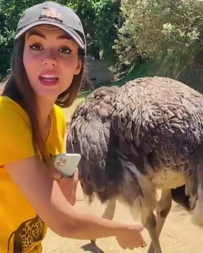 Feeling an ostrich
