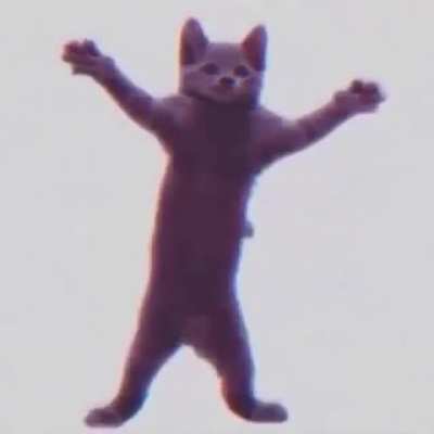 funny cat video!