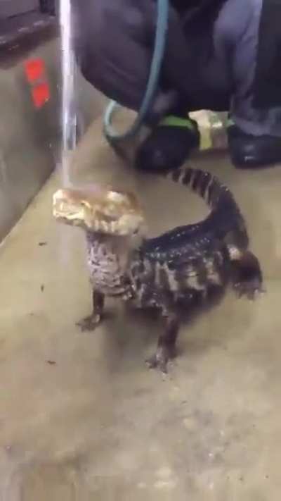 Você chegou até aqui vamos descansar um pouco agora aprecie o Calango a tomar banho