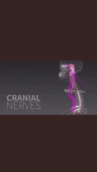 A quick tour of the nervous system