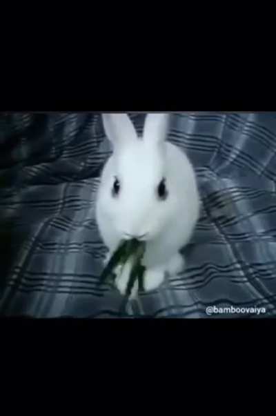 Rabbit goes crazy after weed