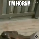 الجنس الدجاج من فضلك