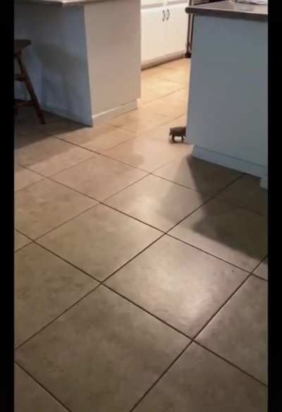 Repost from r/aww