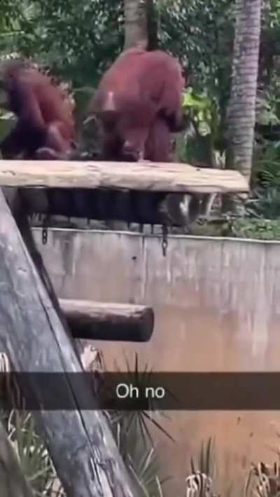 🐒
