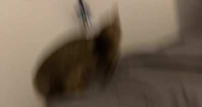 Got spooked by my cat