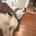 Doggo scream