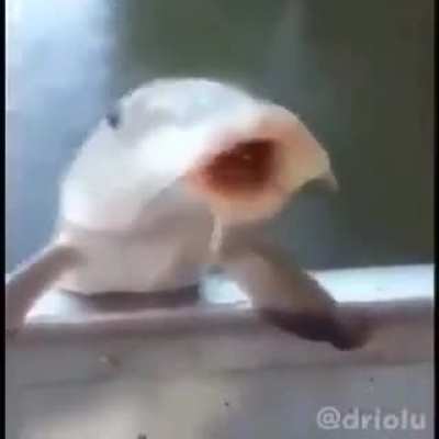 Drink it up chucklenuts