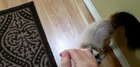 My mom didn't believe that Fig made any noise, so I made this video to show her how squeaky she gets when my mom isn't home and Figgy misses her.