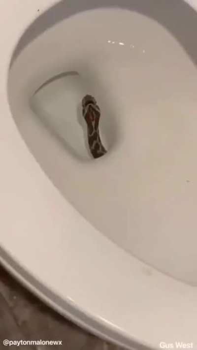 I always thought this was an irrational fear of mine...apparently not. A man out in west Texas found this. 😳😳😳