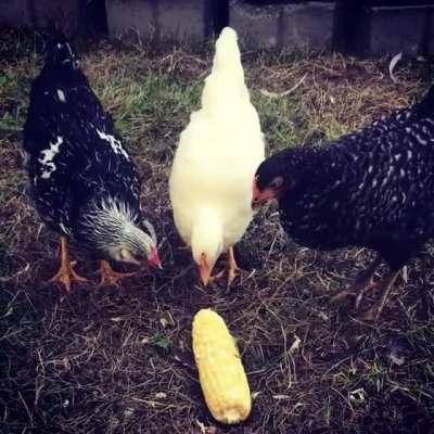 Ladies Love Corn
