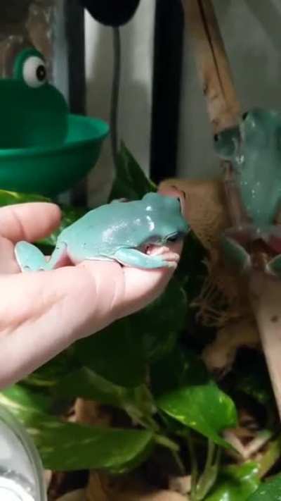 This huge worm is putting up a heck of a fight