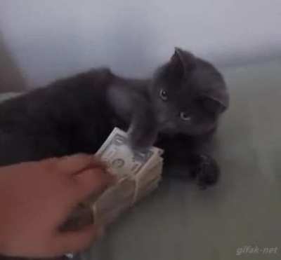Cash Cat