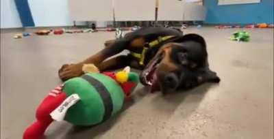 Dogs Getting To Pick Out Their Christmas Gift