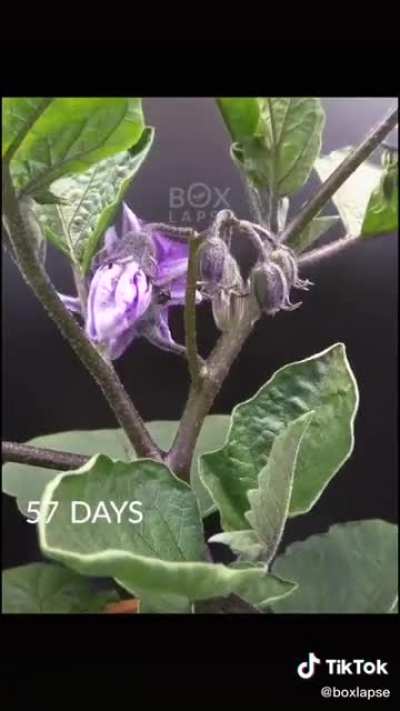 87 days into one minute