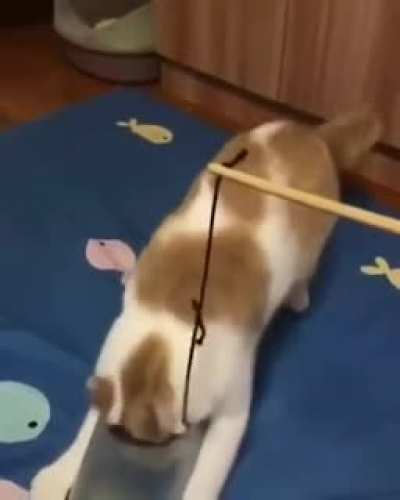 Как заставить кошку саму надеть это